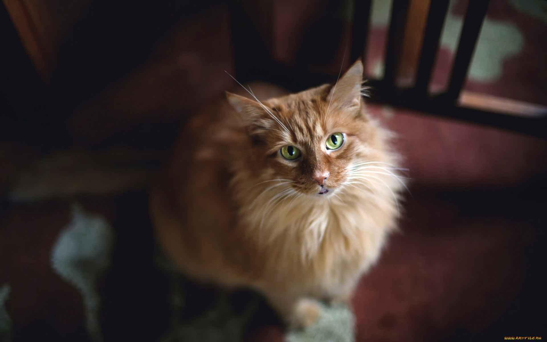 животные, коты, взгляд