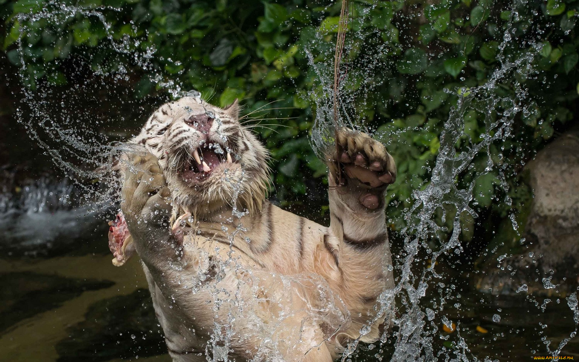 животные, тигры, брызги