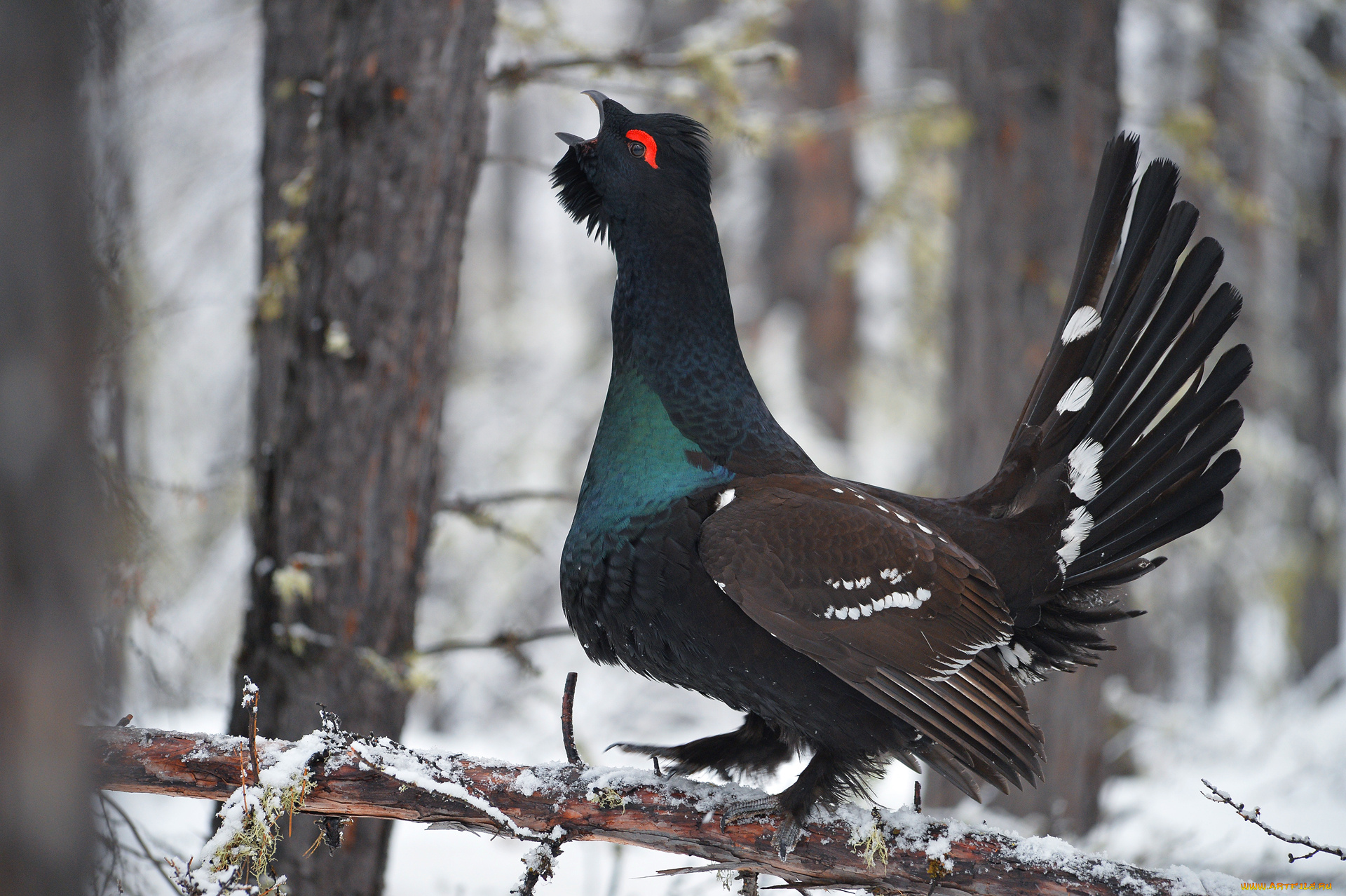 глухарь, животные, глухари, , тетерева, каменный, лес