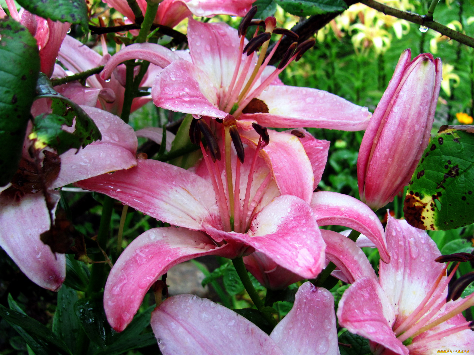 цветы, лилии, , лилейники, капли