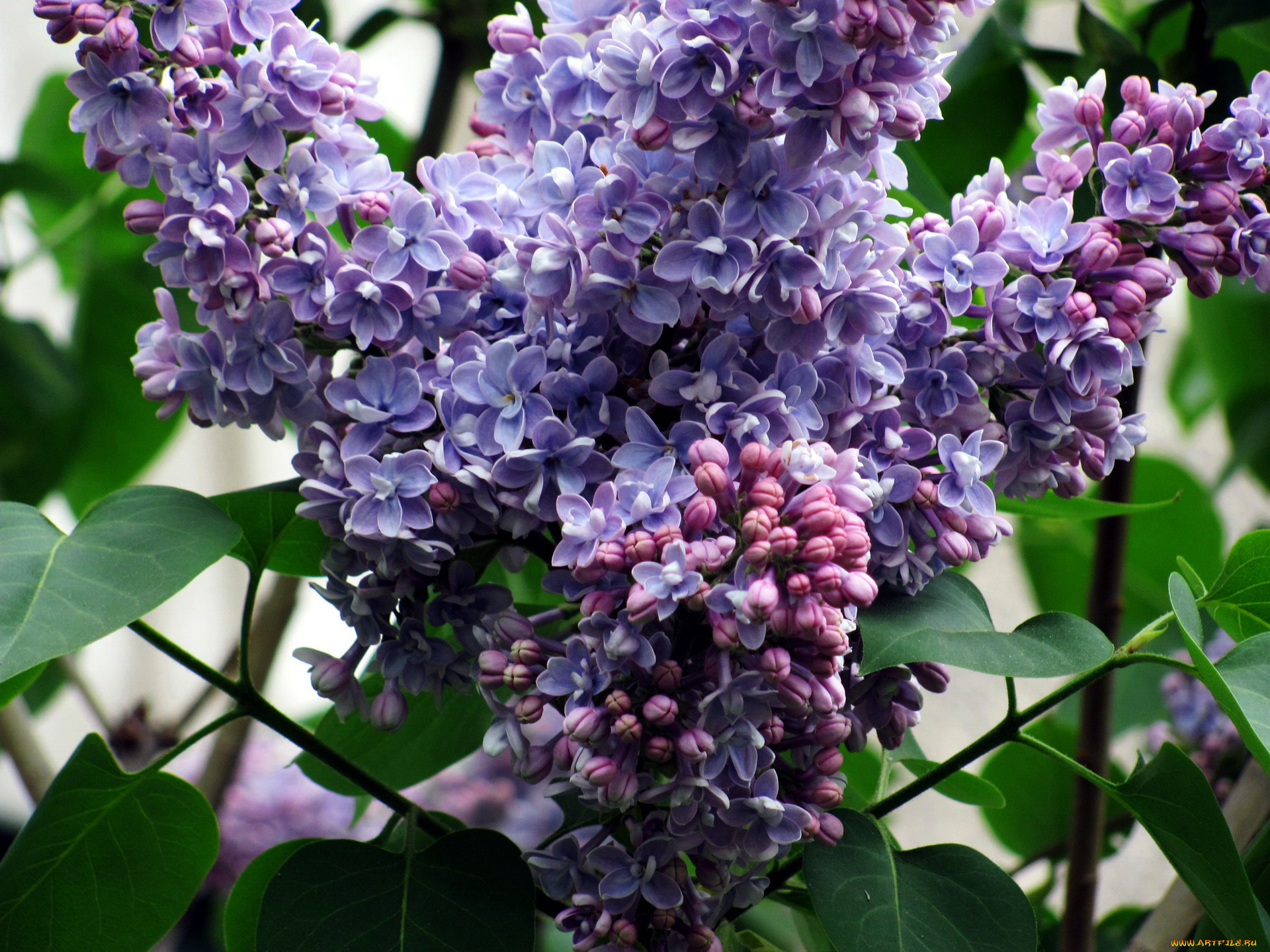 цветы, сирень, гроздь