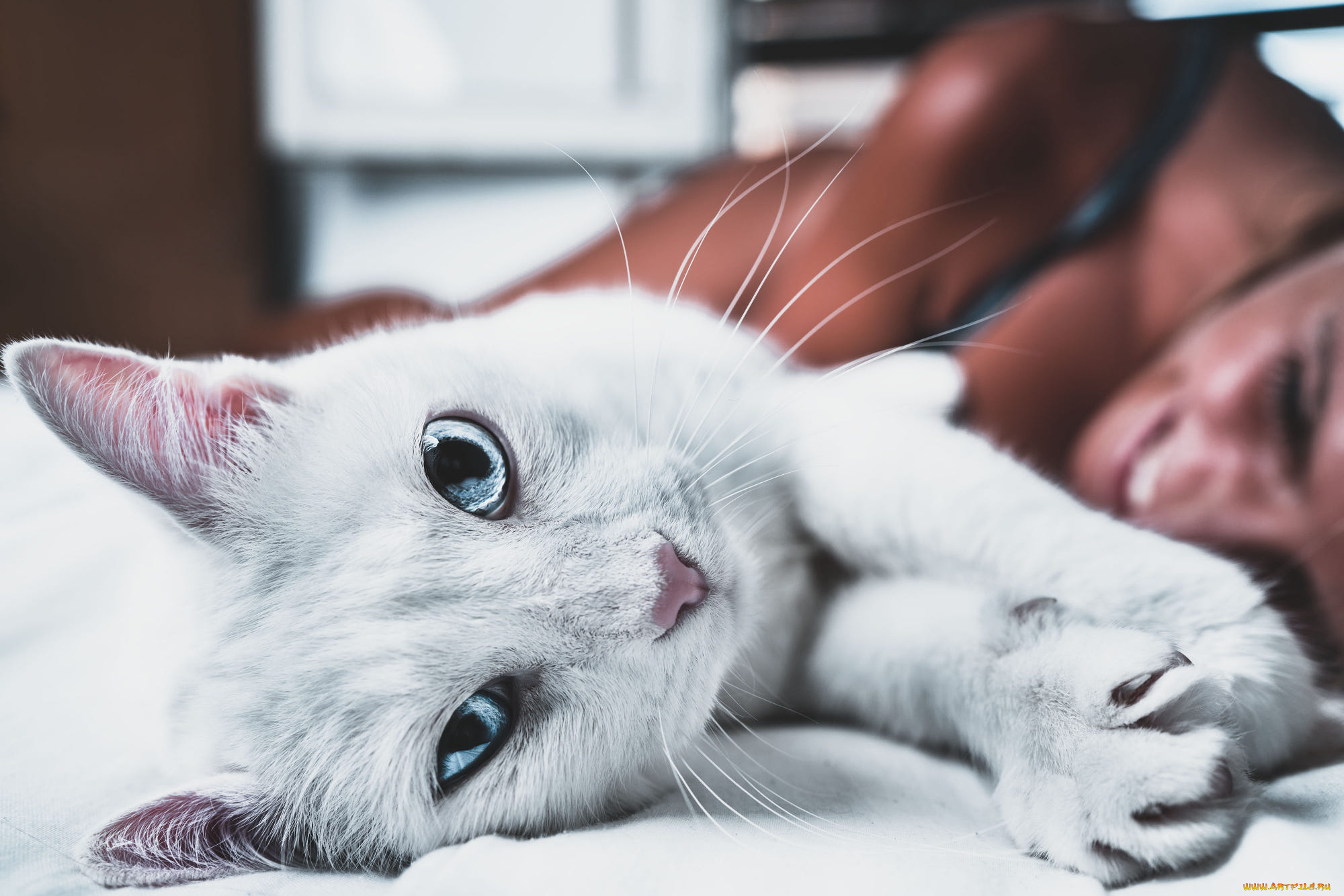 животные, коты, взгляд, морда