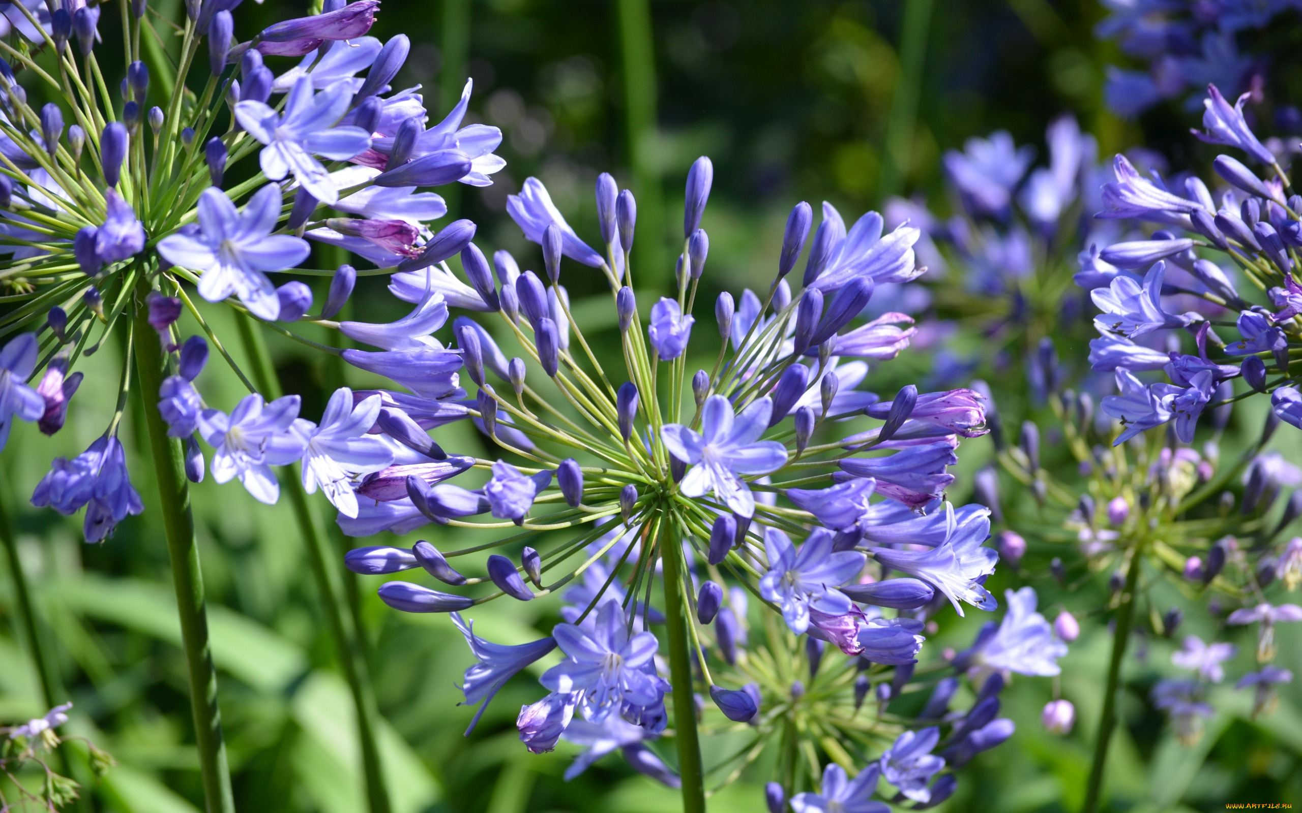 цветы, агапантус, , африканская, лилия, соцветие