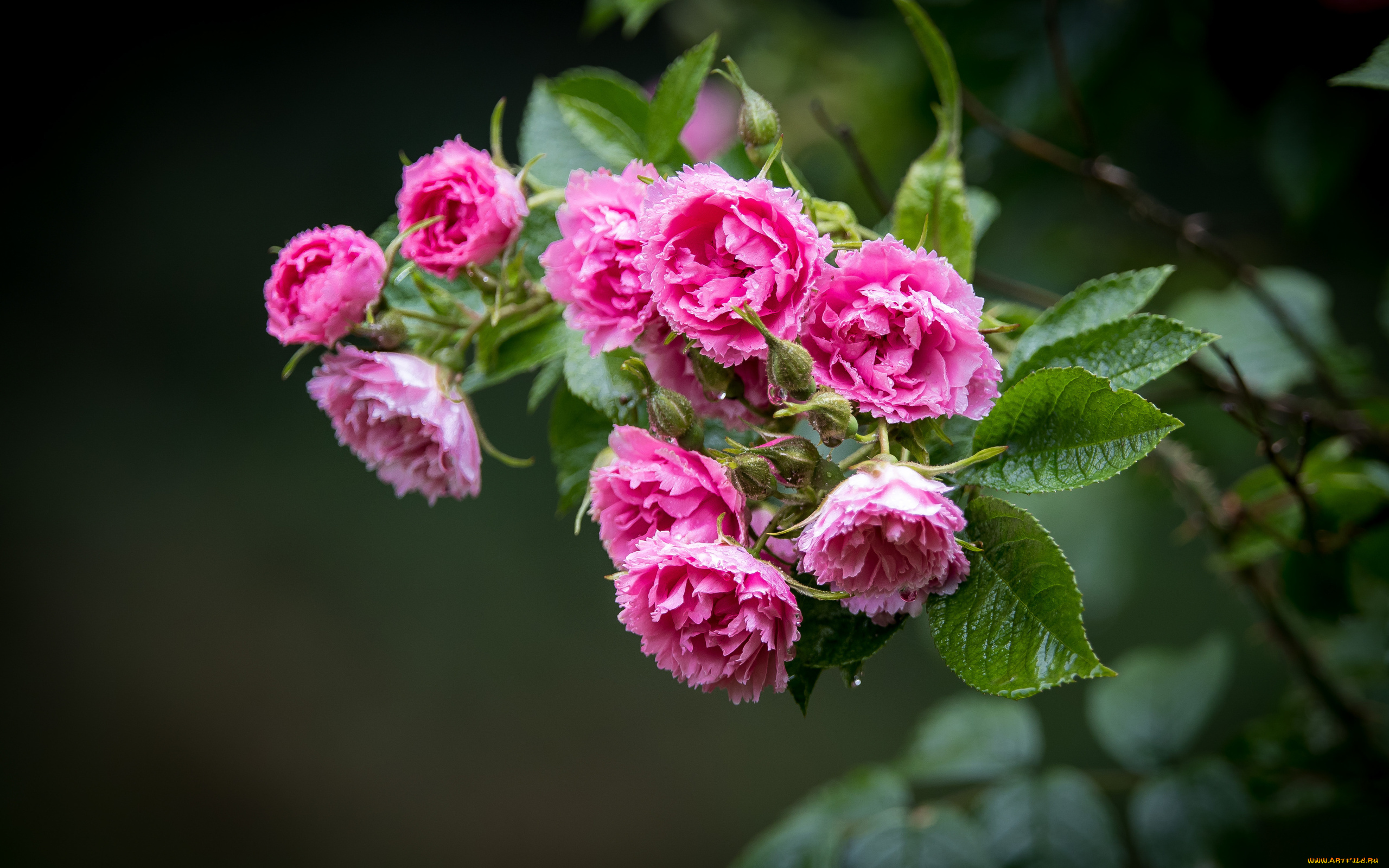 цветы, розы, розовый