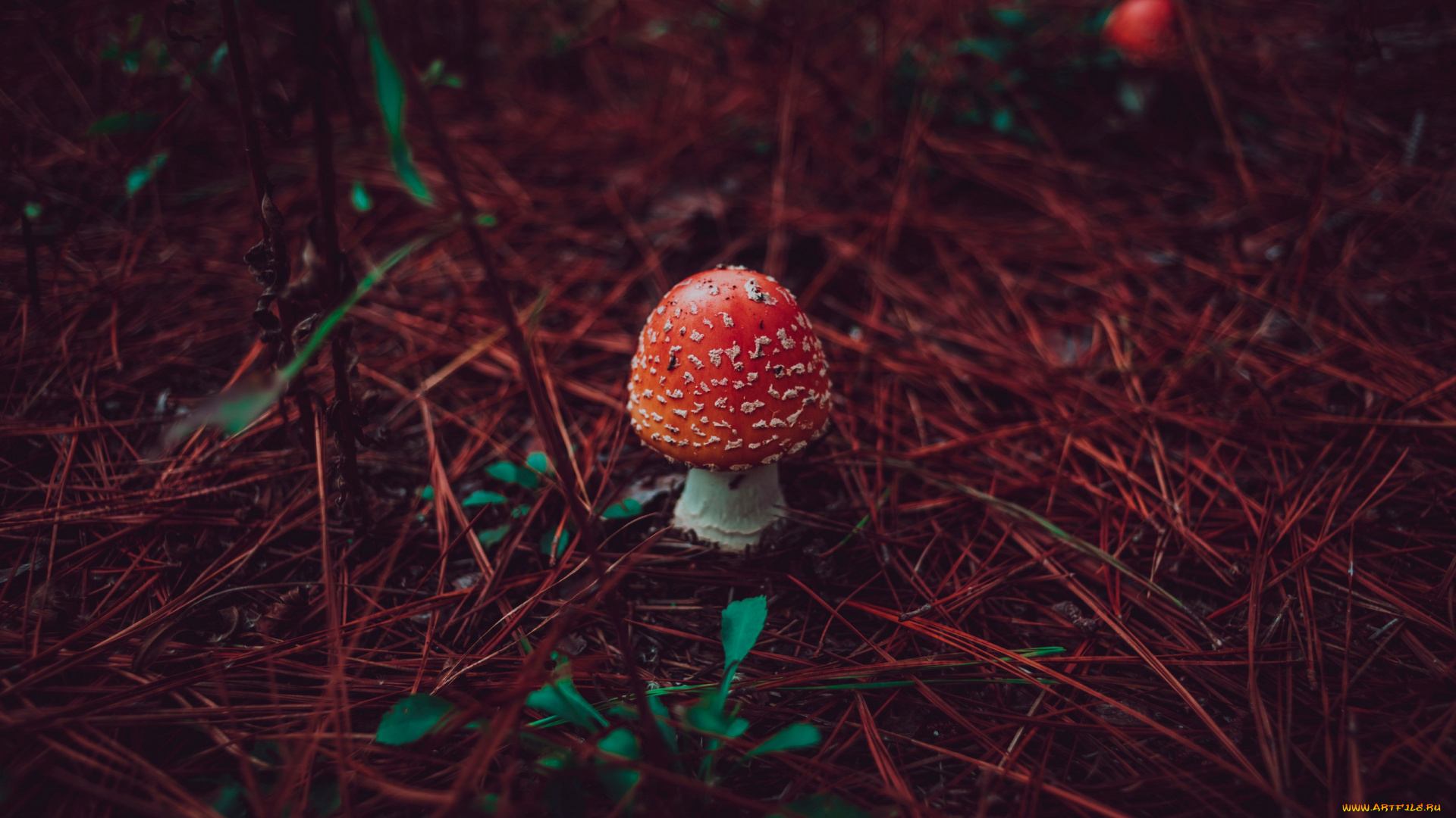 природа, грибы, , мухомор, одиночка