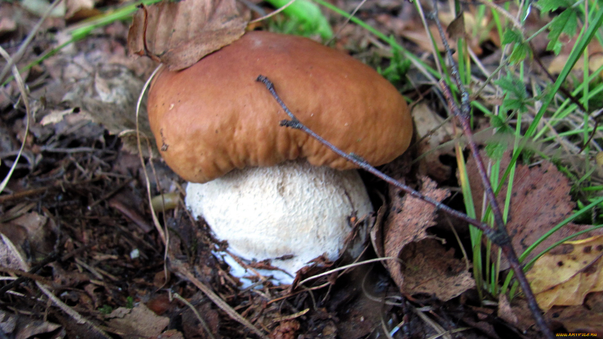 природа, грибы, боровик