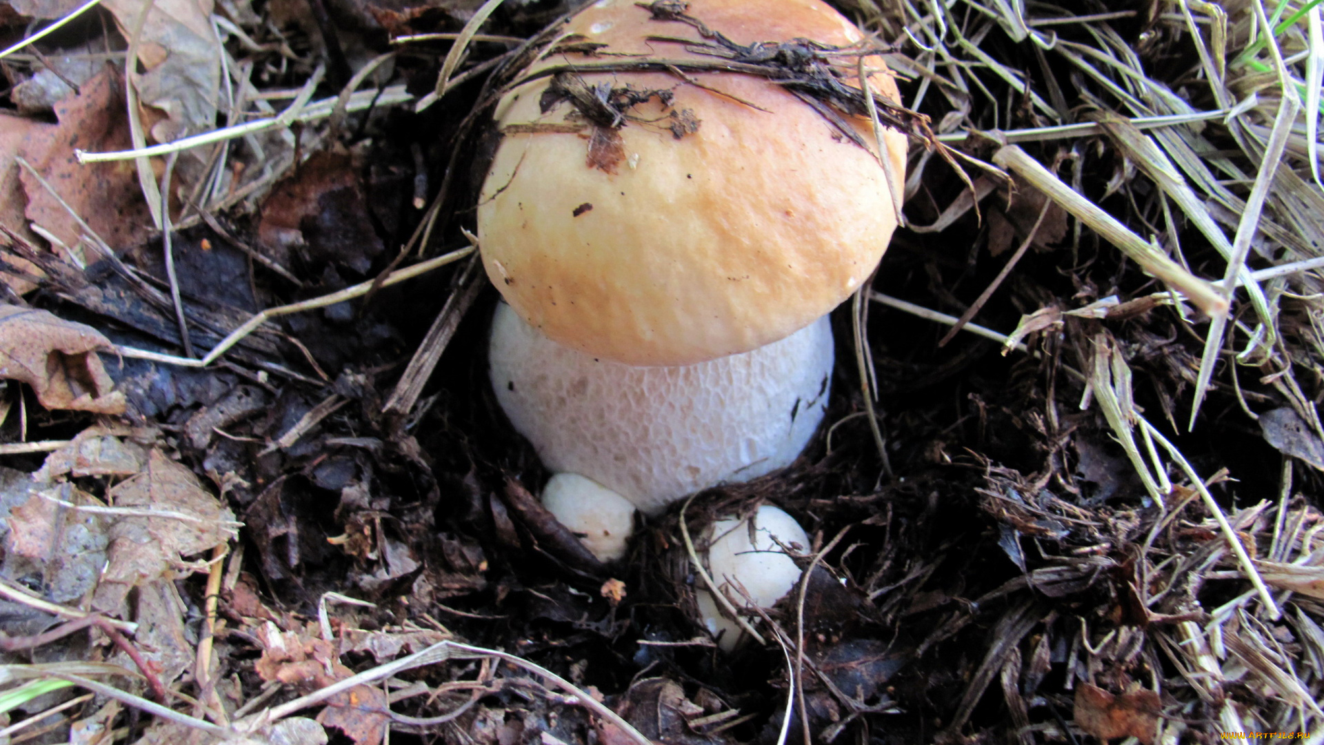 природа, грибы, боровик