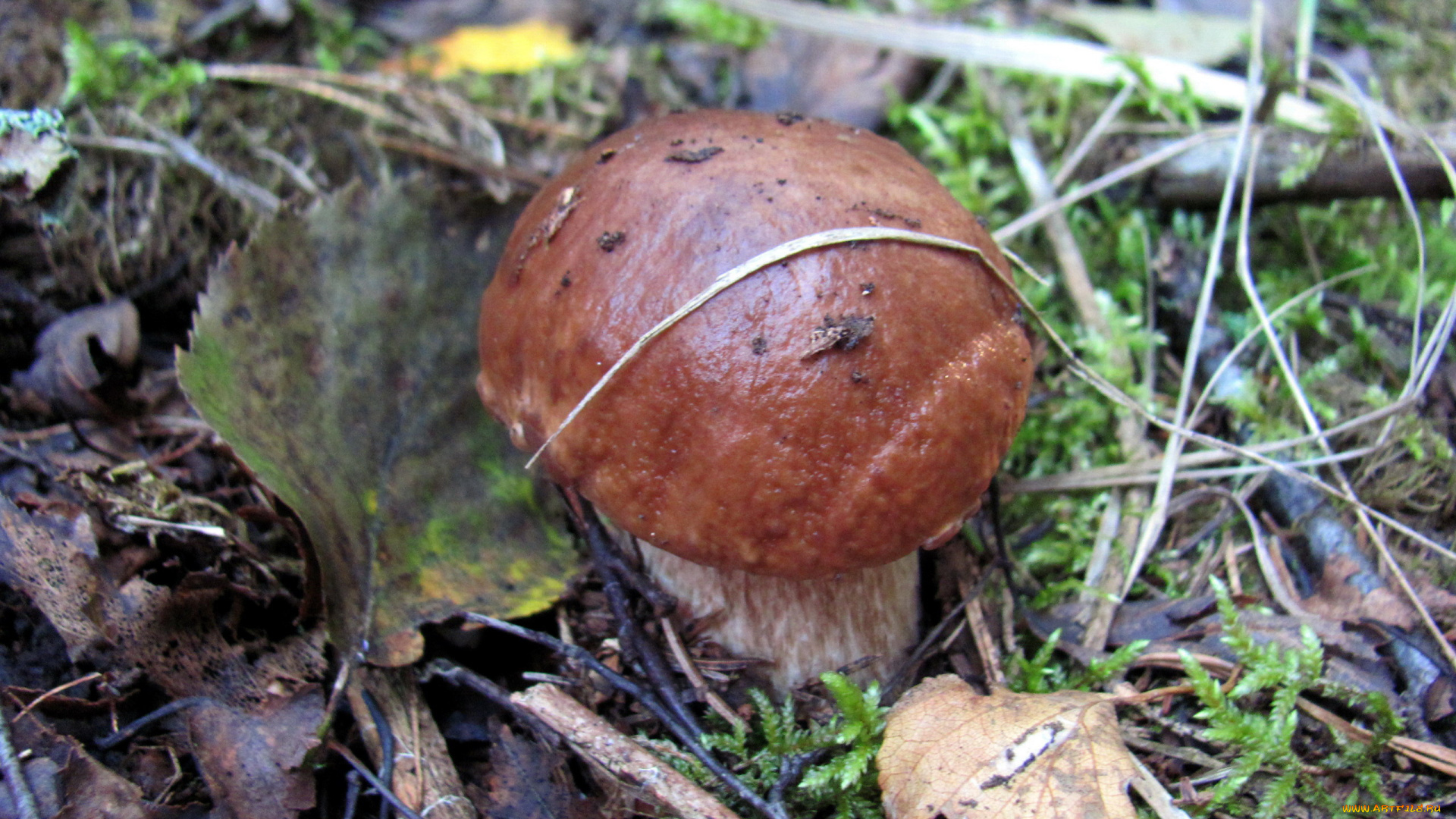 природа, грибы, боровик