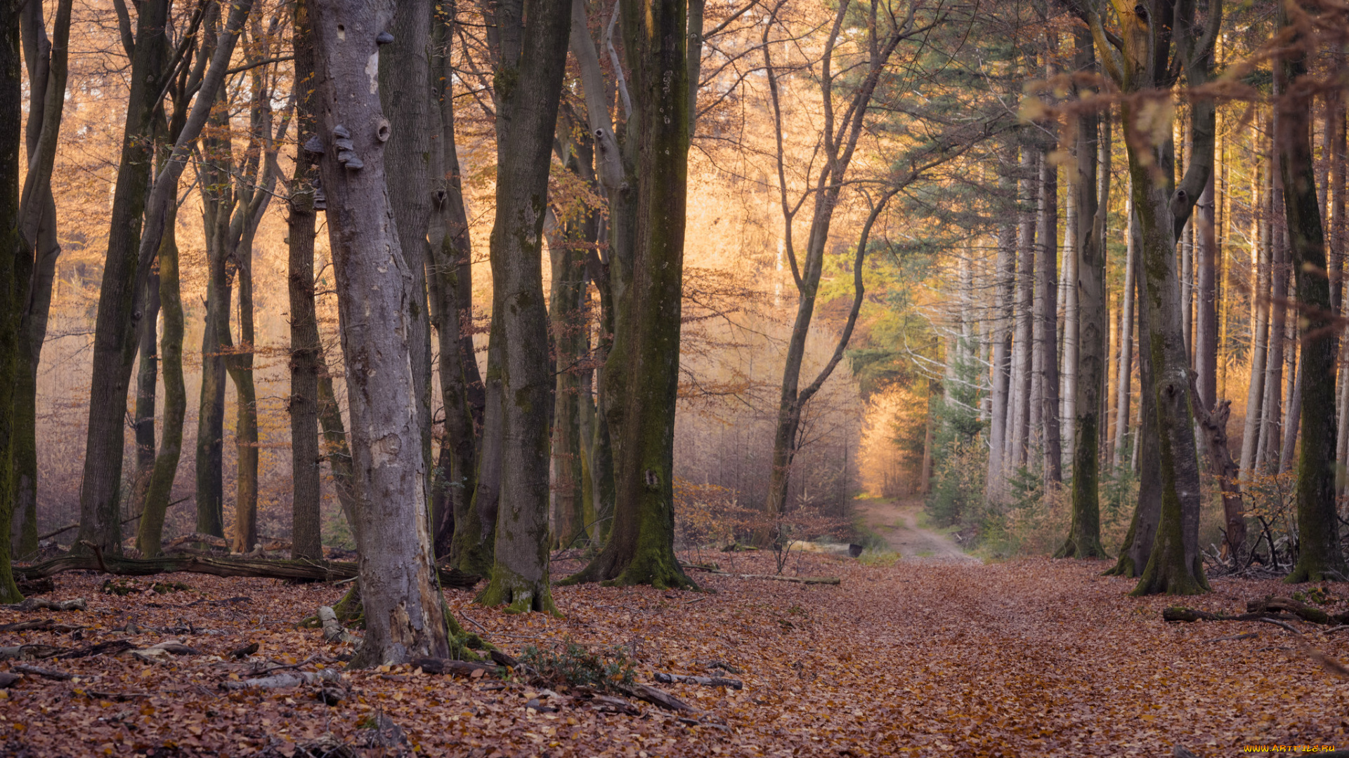 природа, лес, простор