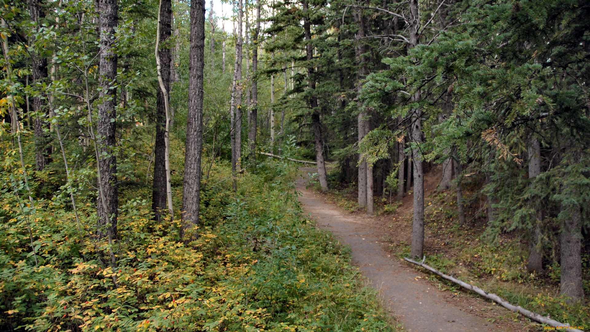 природа, лес, сосны