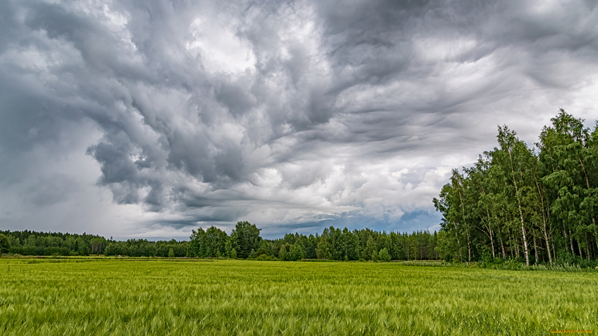 природа, поля, простор
