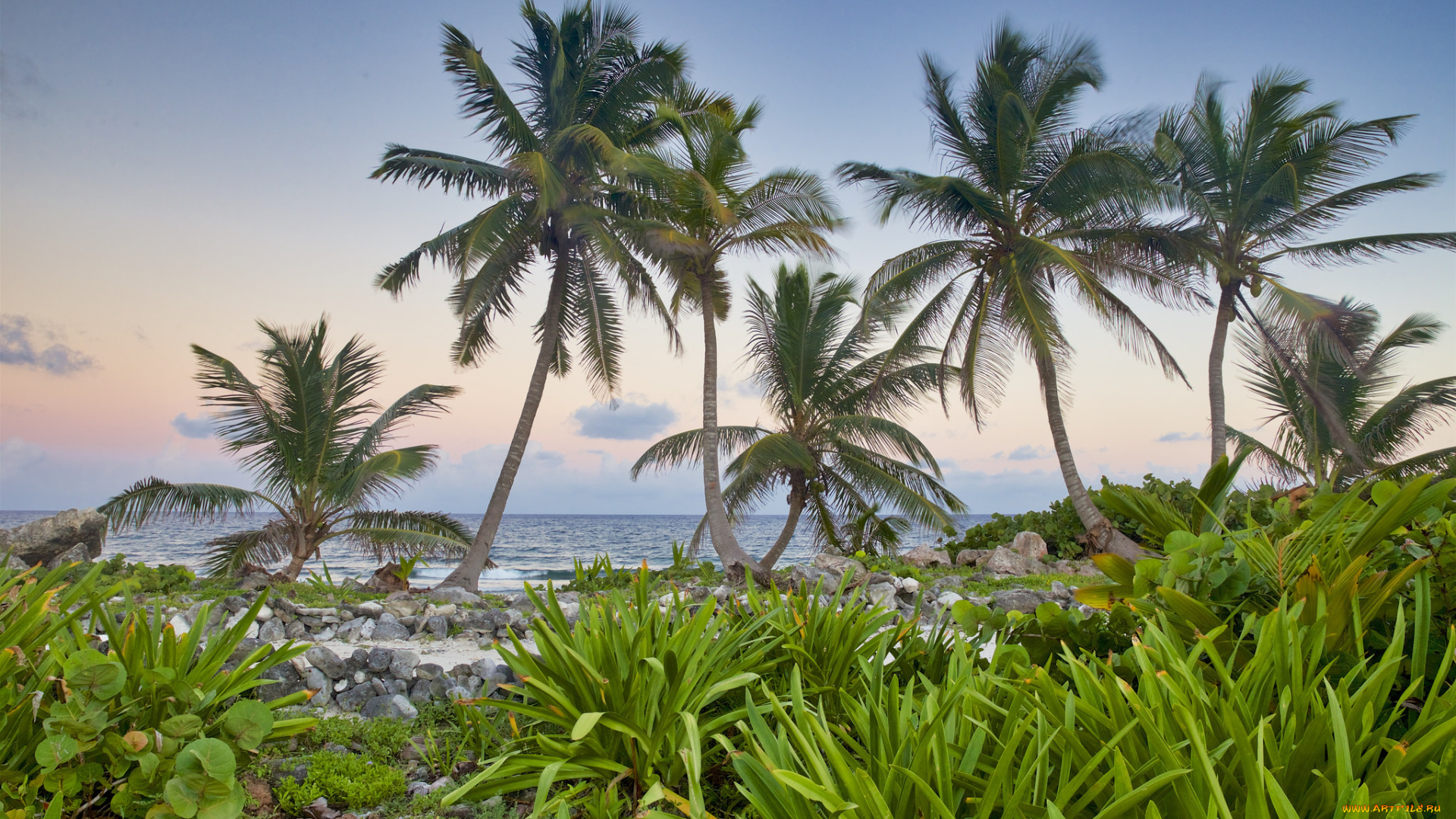 природа, тропики, простор