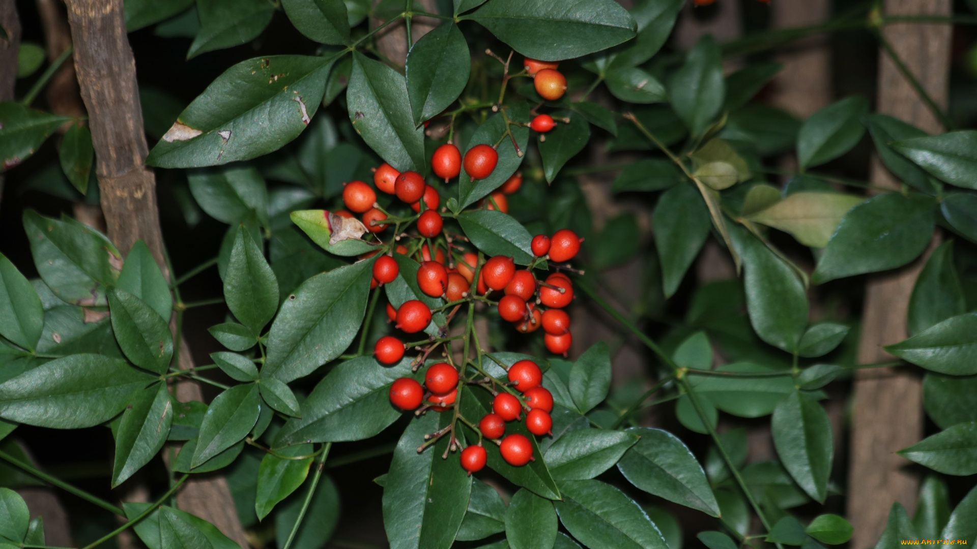 природа, Ягоды, nandina, berries