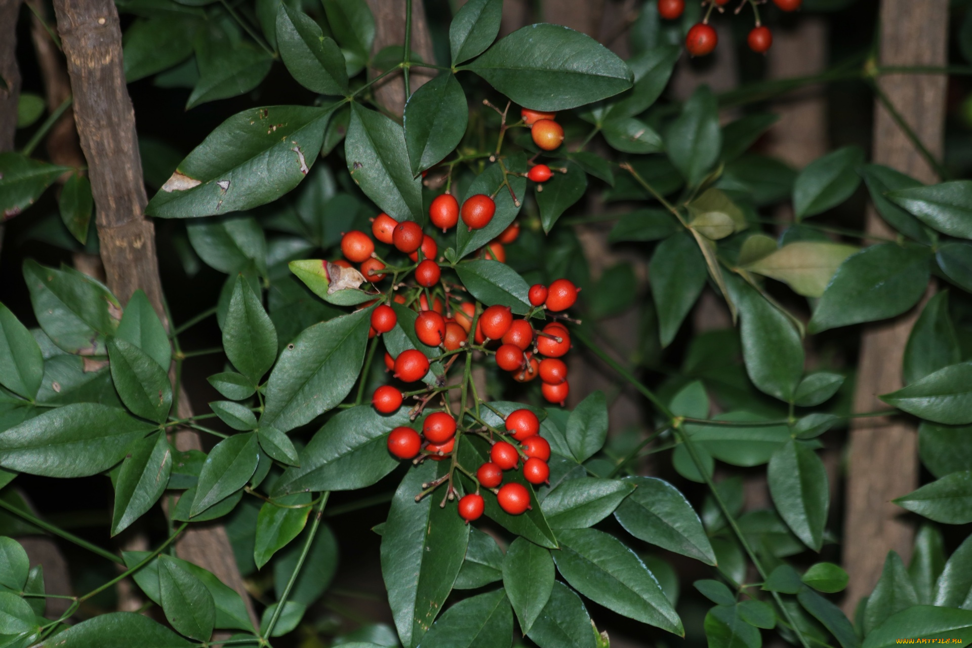 природа, Ягоды, nandina, berries