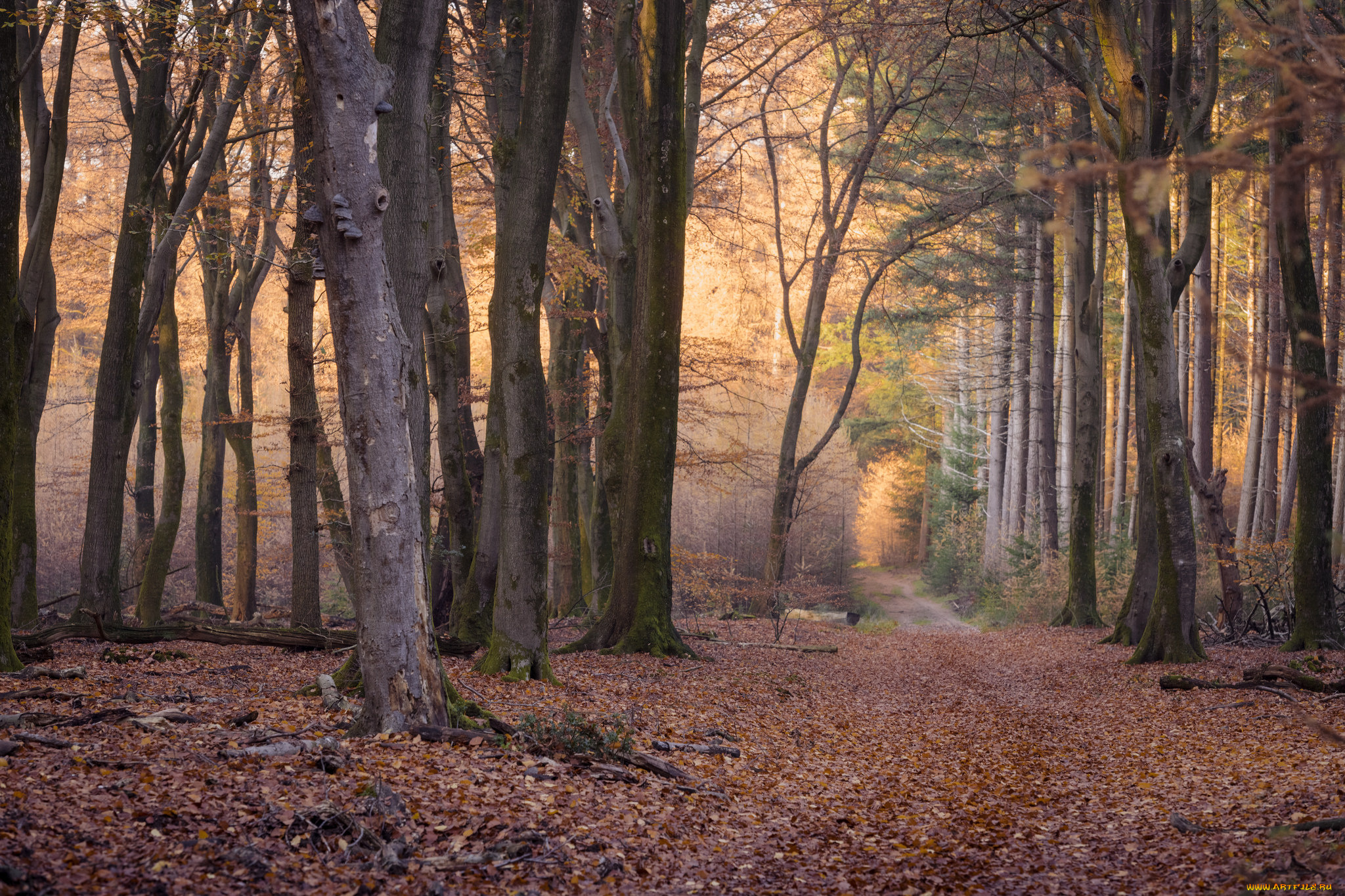 природа, лес, простор