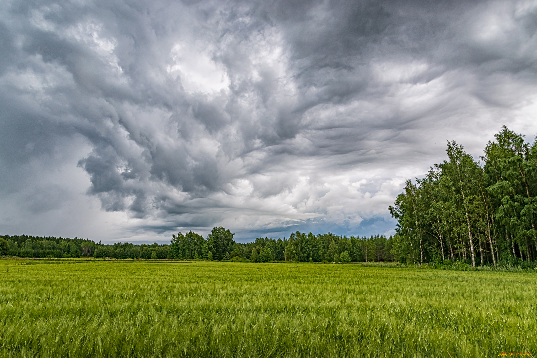 природа, поля, простор