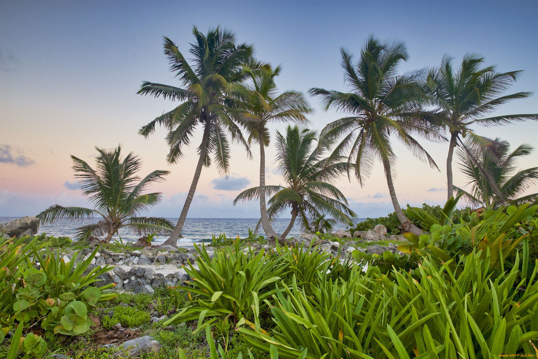 природа, тропики, простор