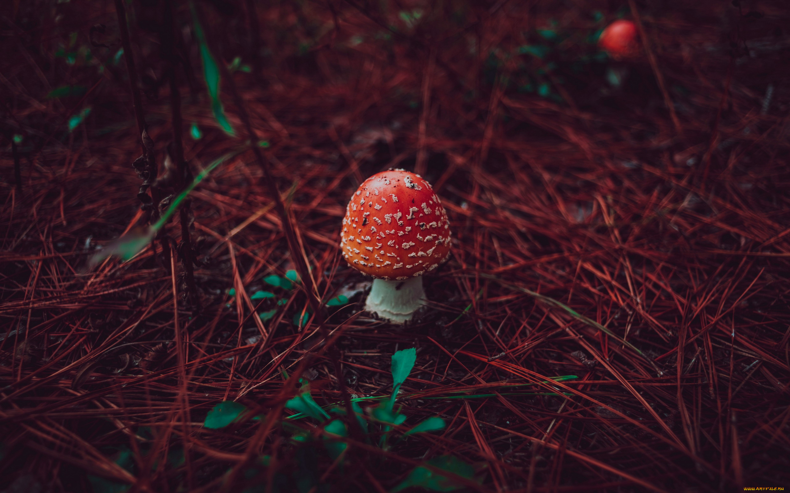 природа, грибы, , мухомор, одиночка