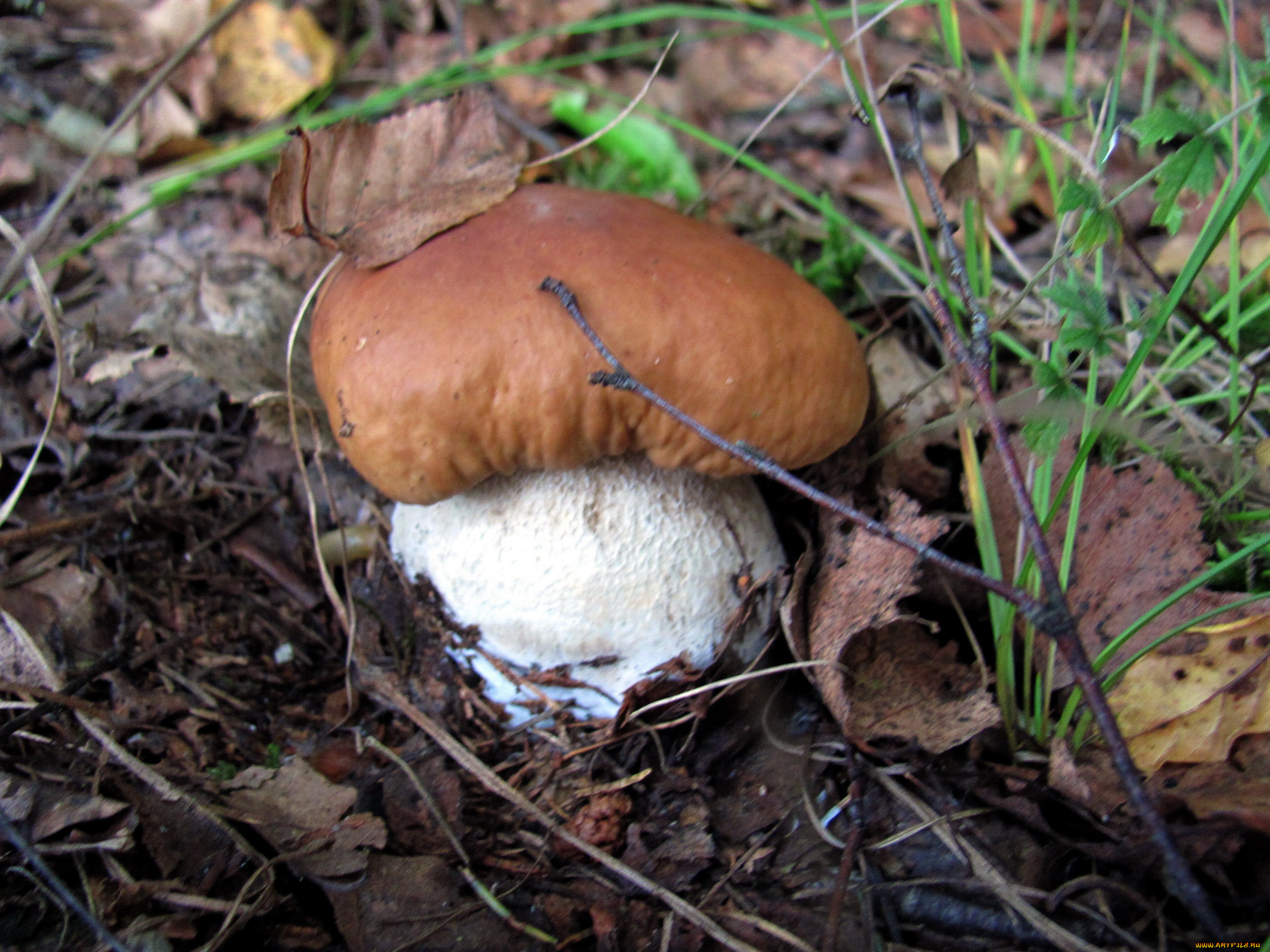 природа, грибы, боровик