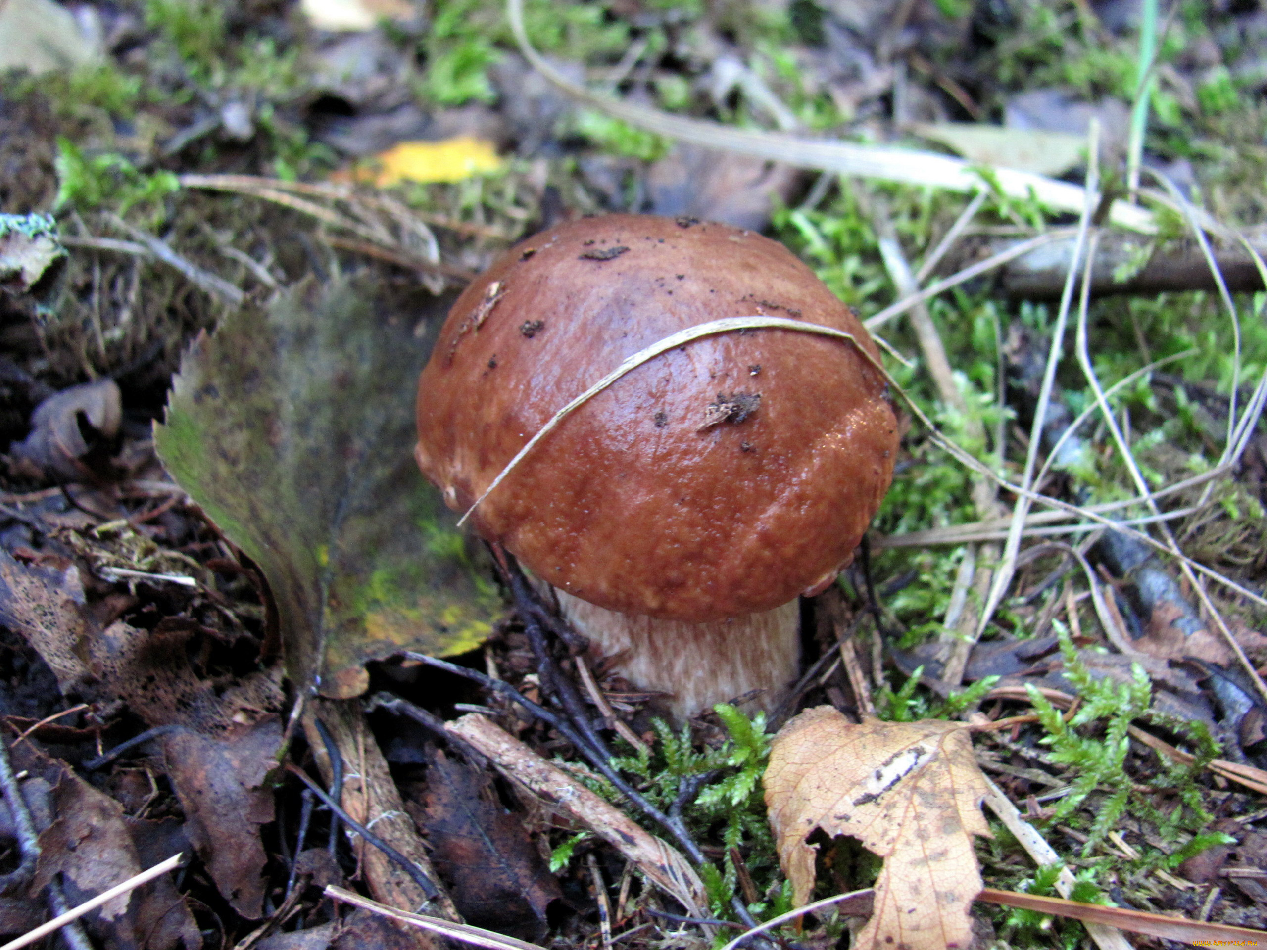 природа, грибы, боровик