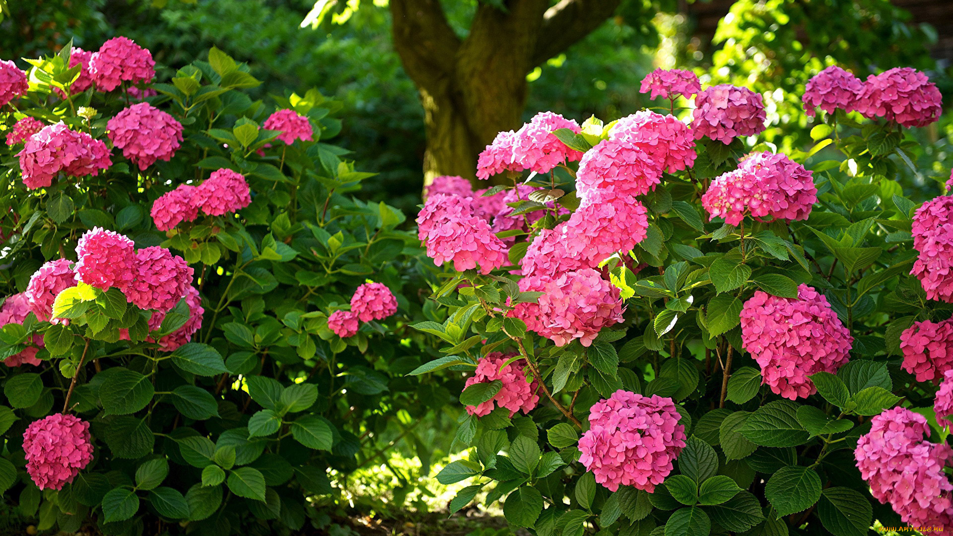 цветы, гортензия, розовая
