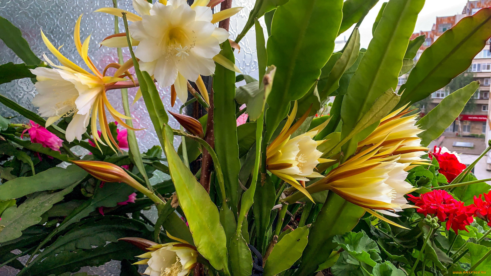 цветы, кактусы, цветущий, кактус