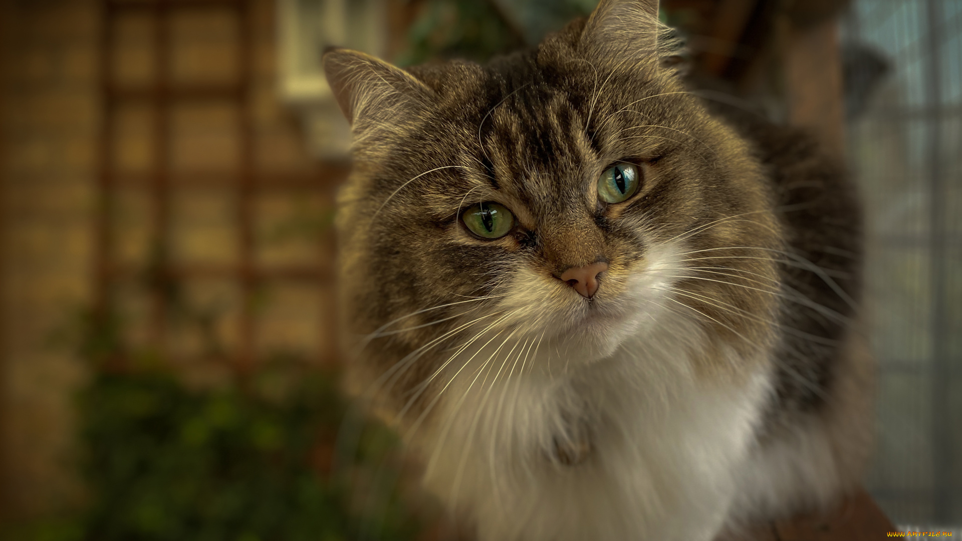 животные, коты, пушистая