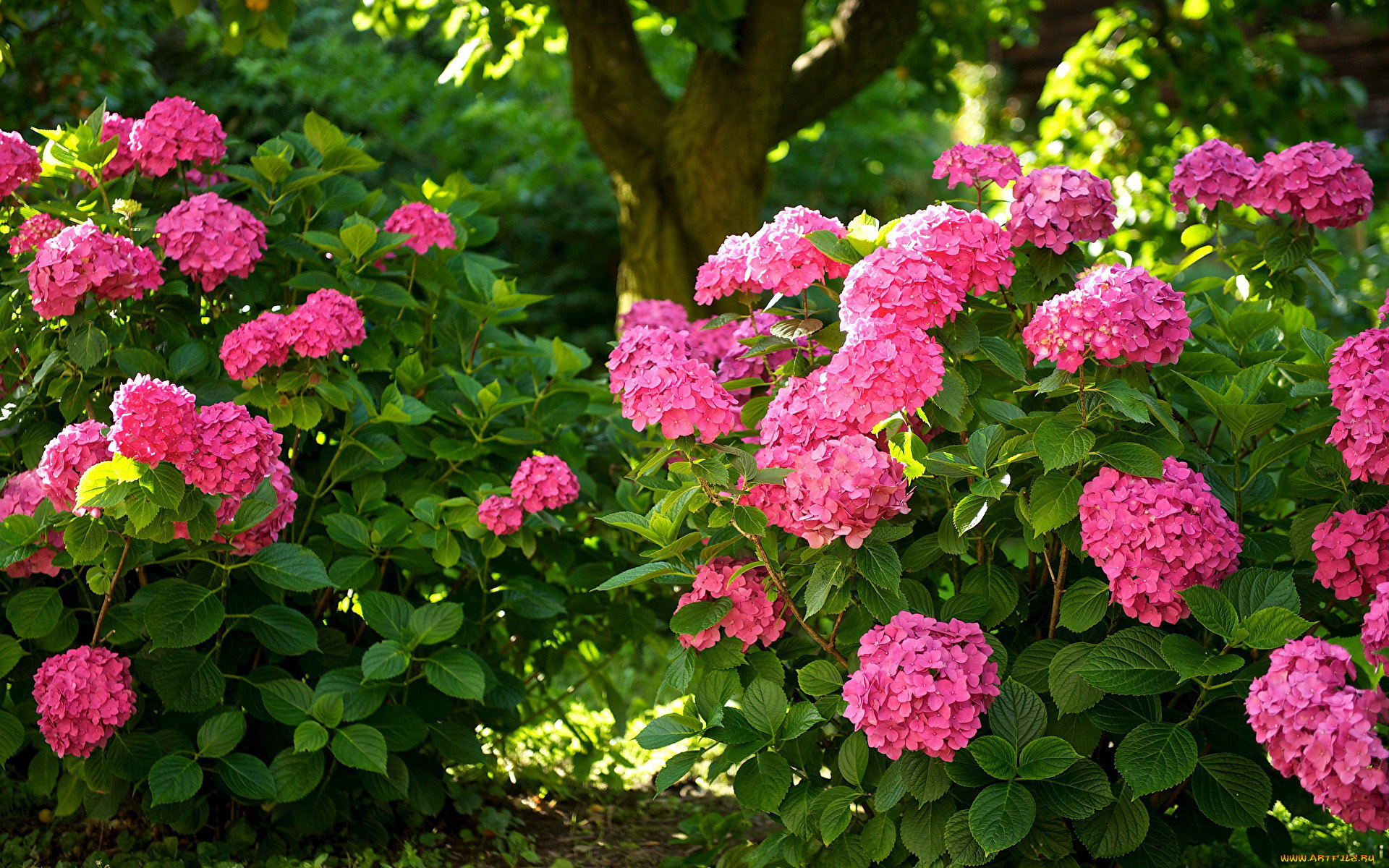 цветы, гортензия, розовая