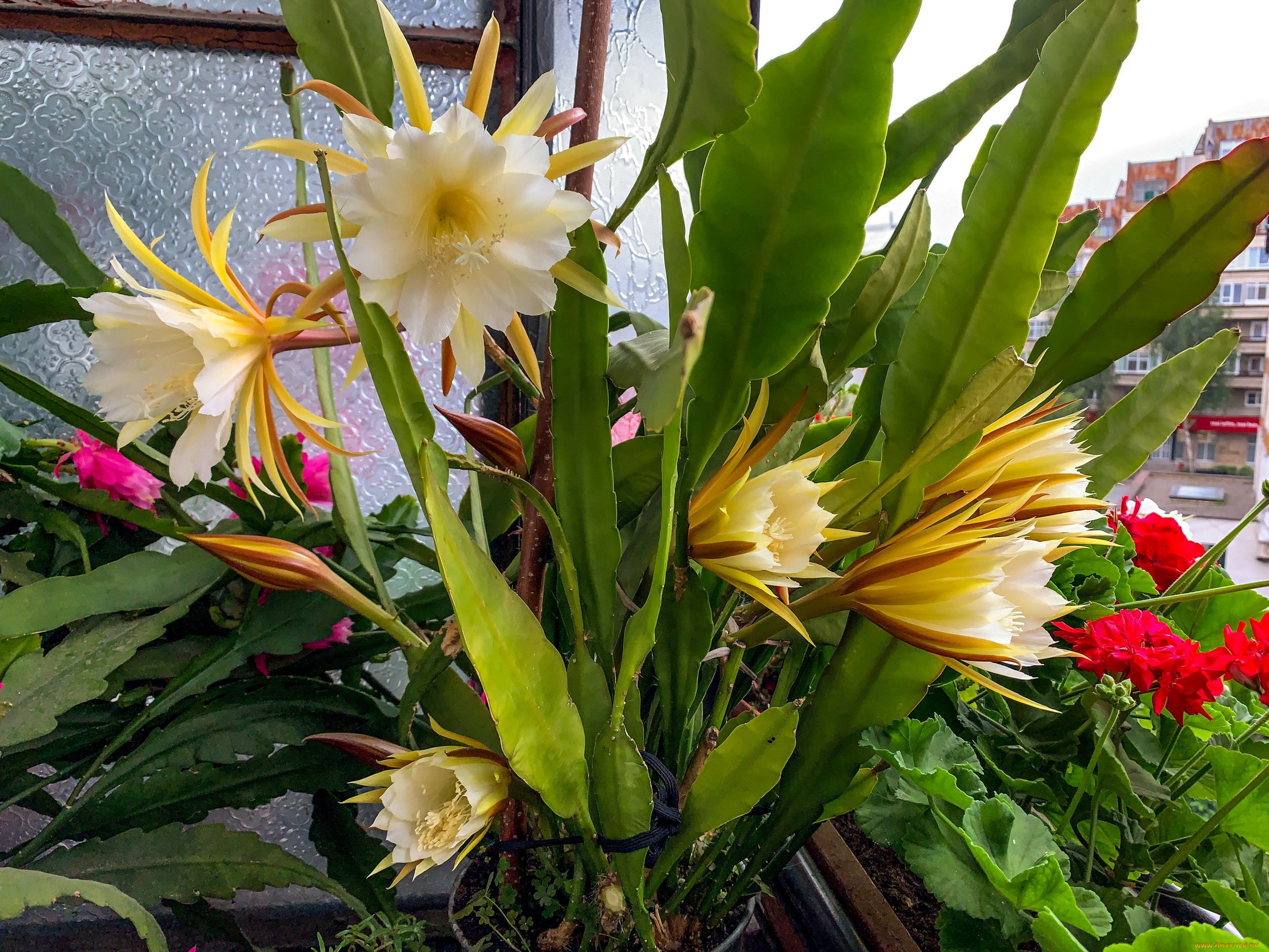 цветы, кактусы, цветущий, кактус