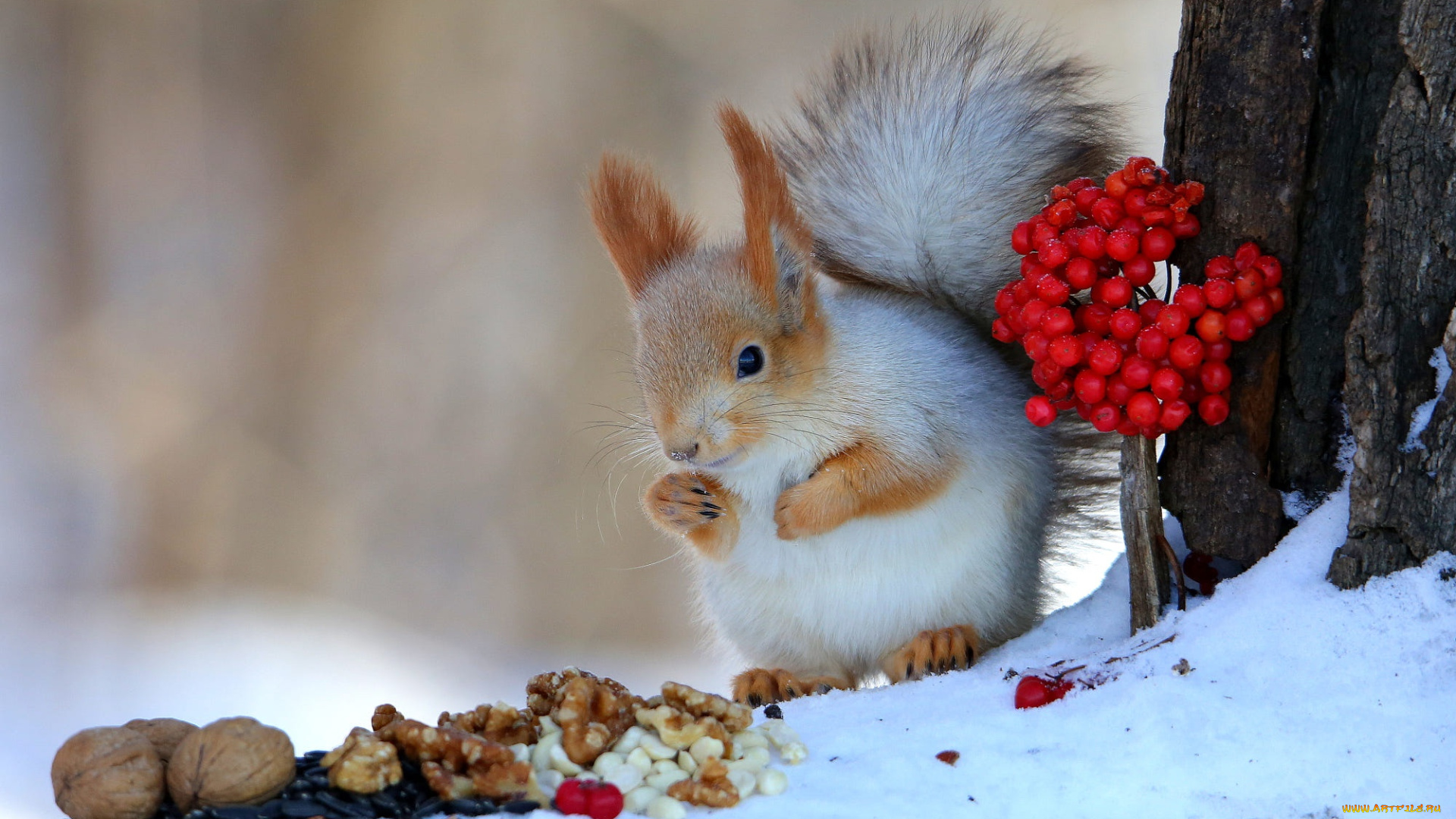 а, это, белочка, , животные, белки, зима, снег, поза, ягоды, дерево, белка, кора, орехи, семечки, обед, фундук, грызун, калина, грецкие, трапеза