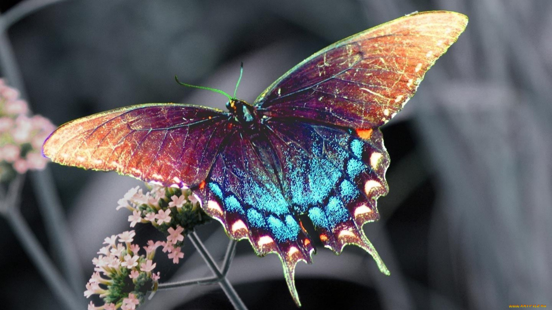 животные, бабочки, , мотыльки, , моли, бабочка, цветок