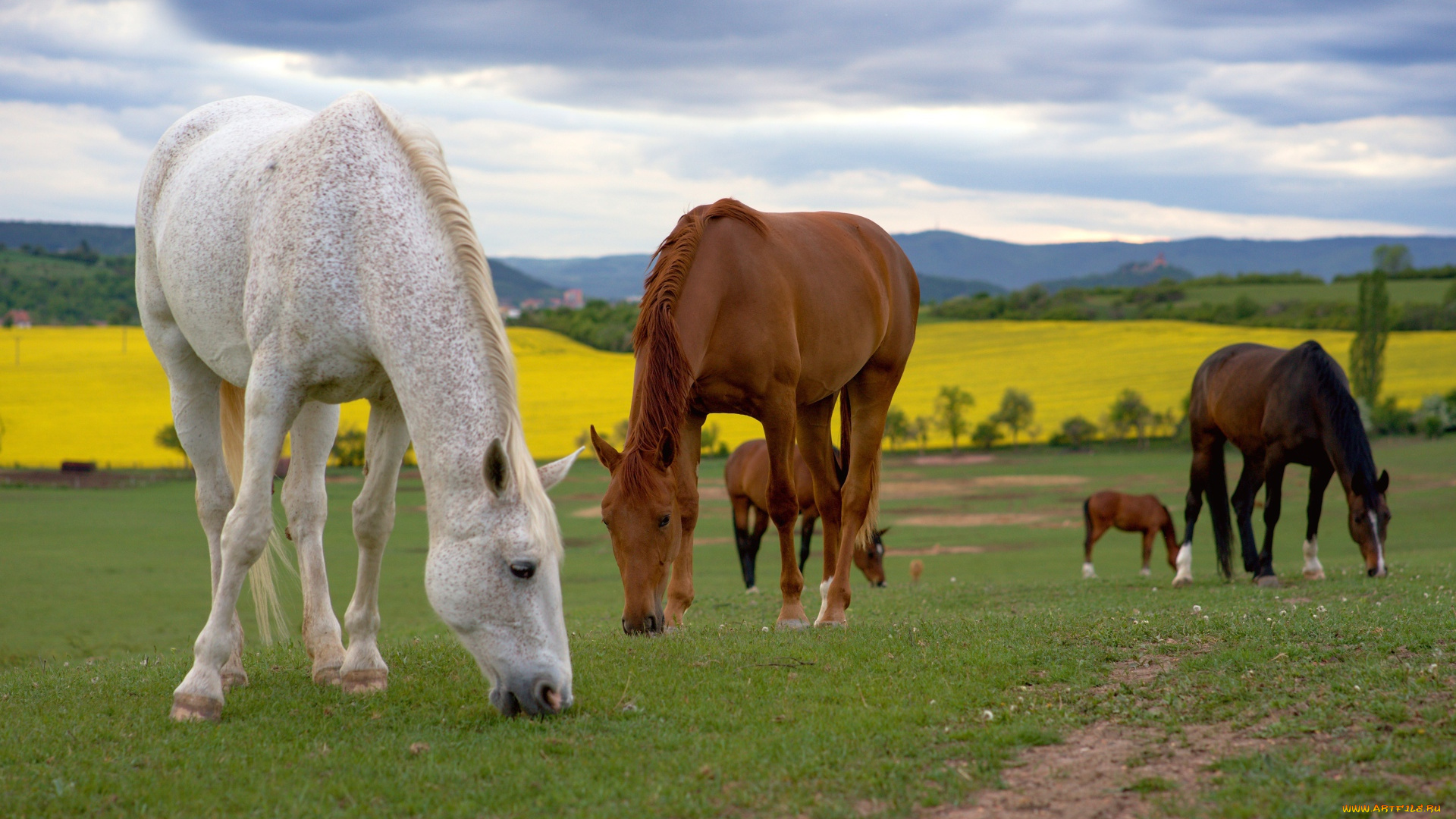животные, лошади, пастбише, поля
