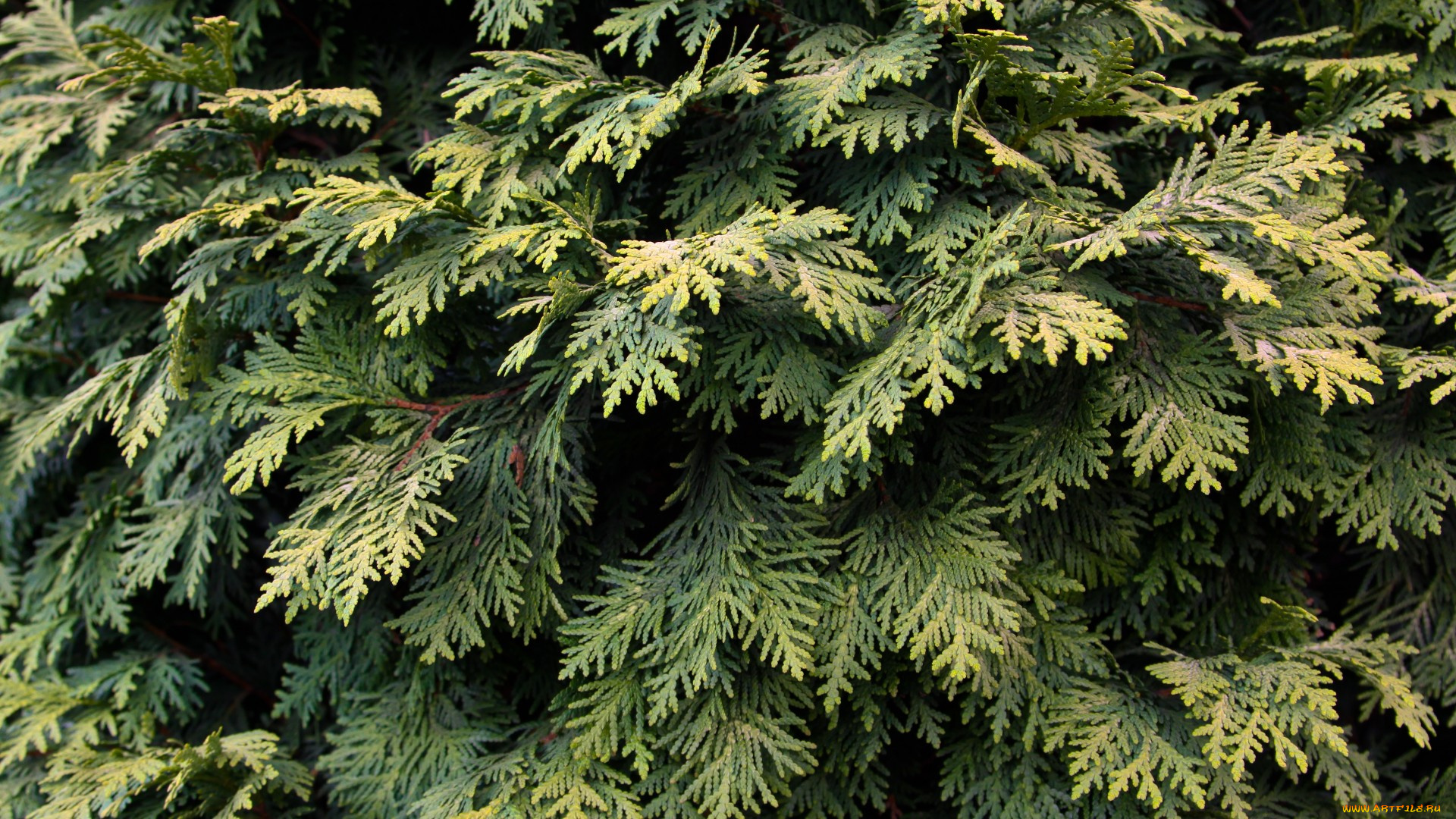 природа, деревья, туя