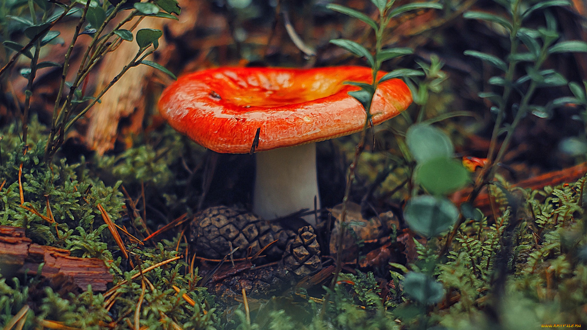 природа, грибы, гриб