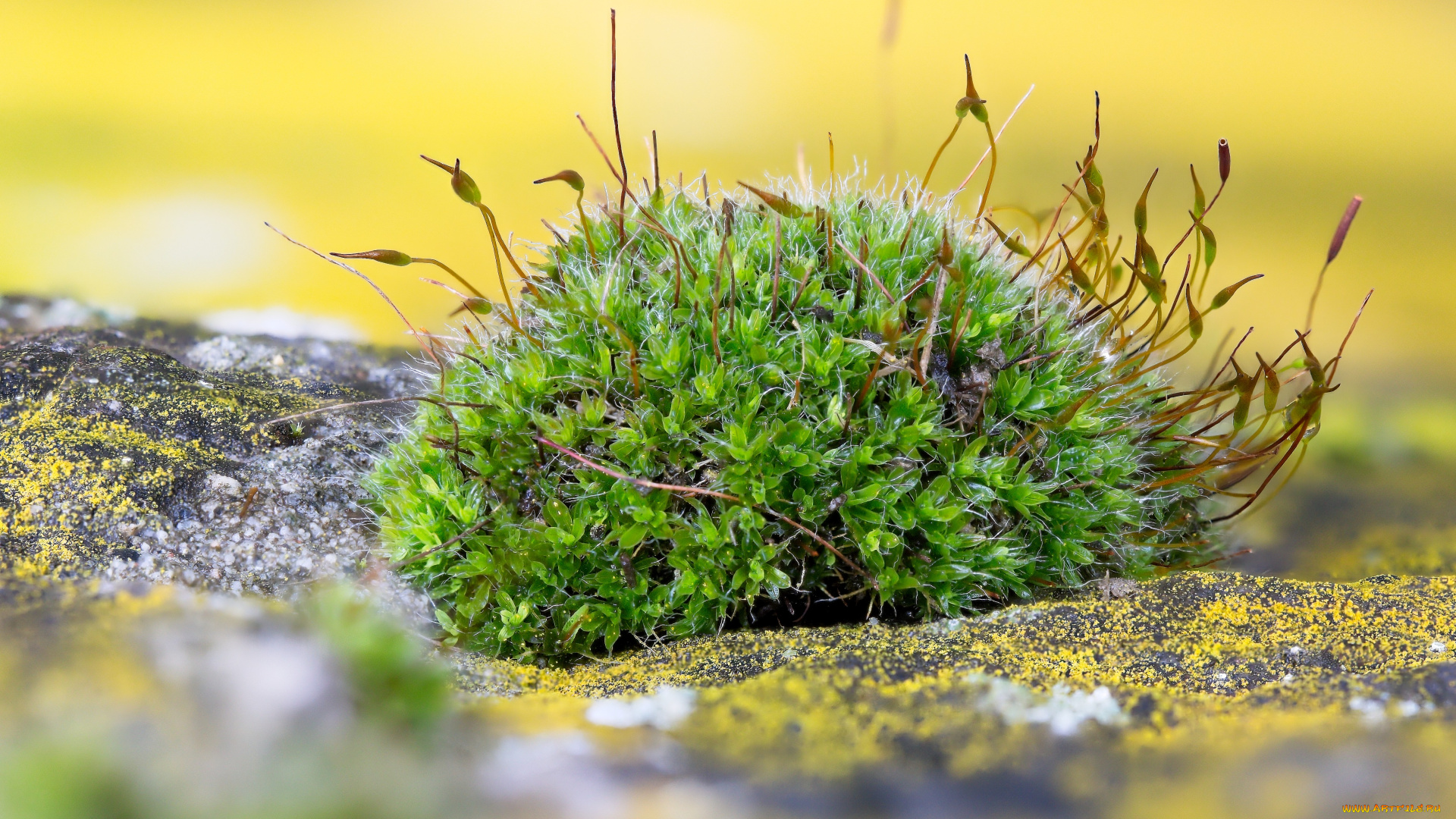 природа, макро, мох