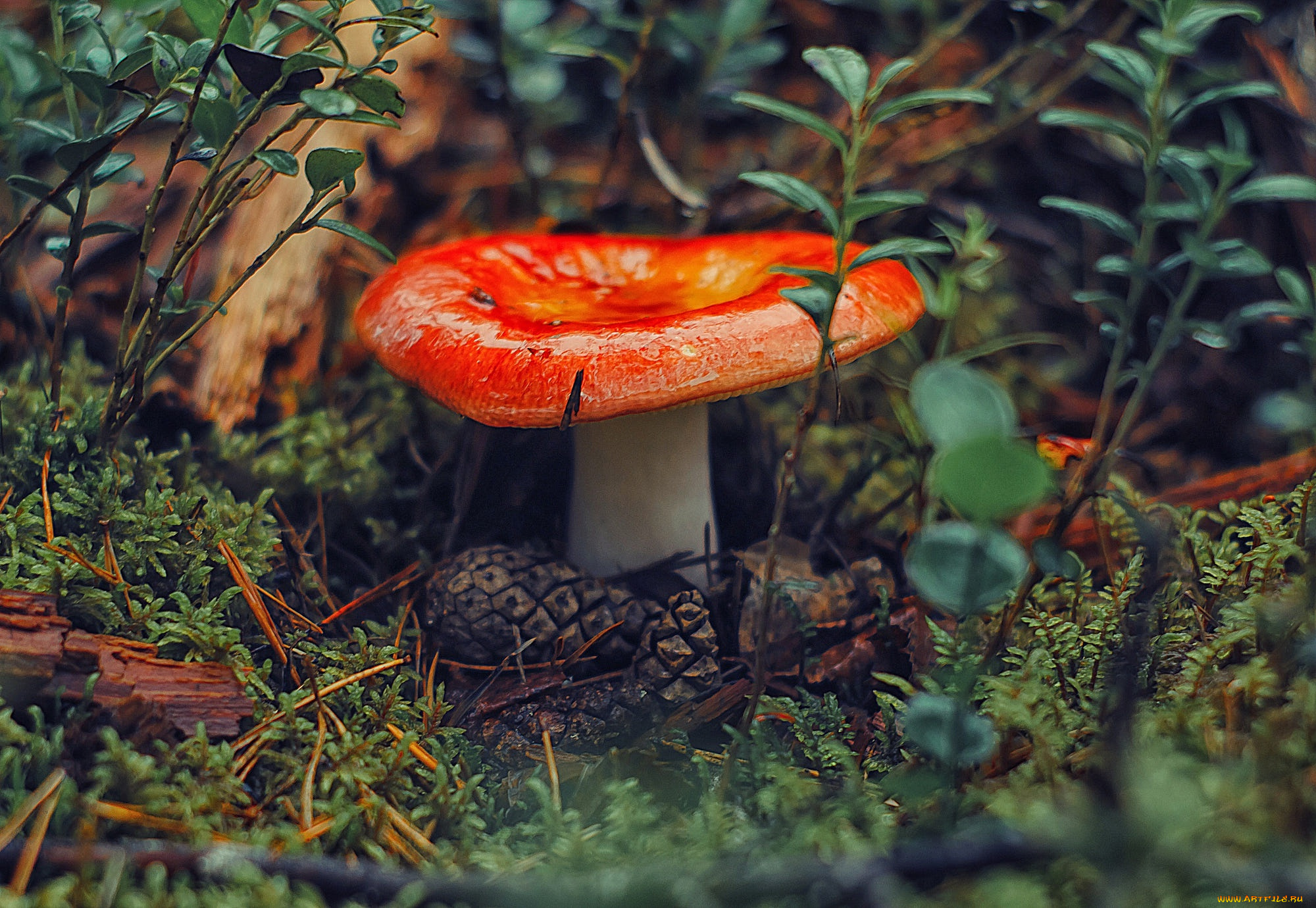 природа, грибы, гриб