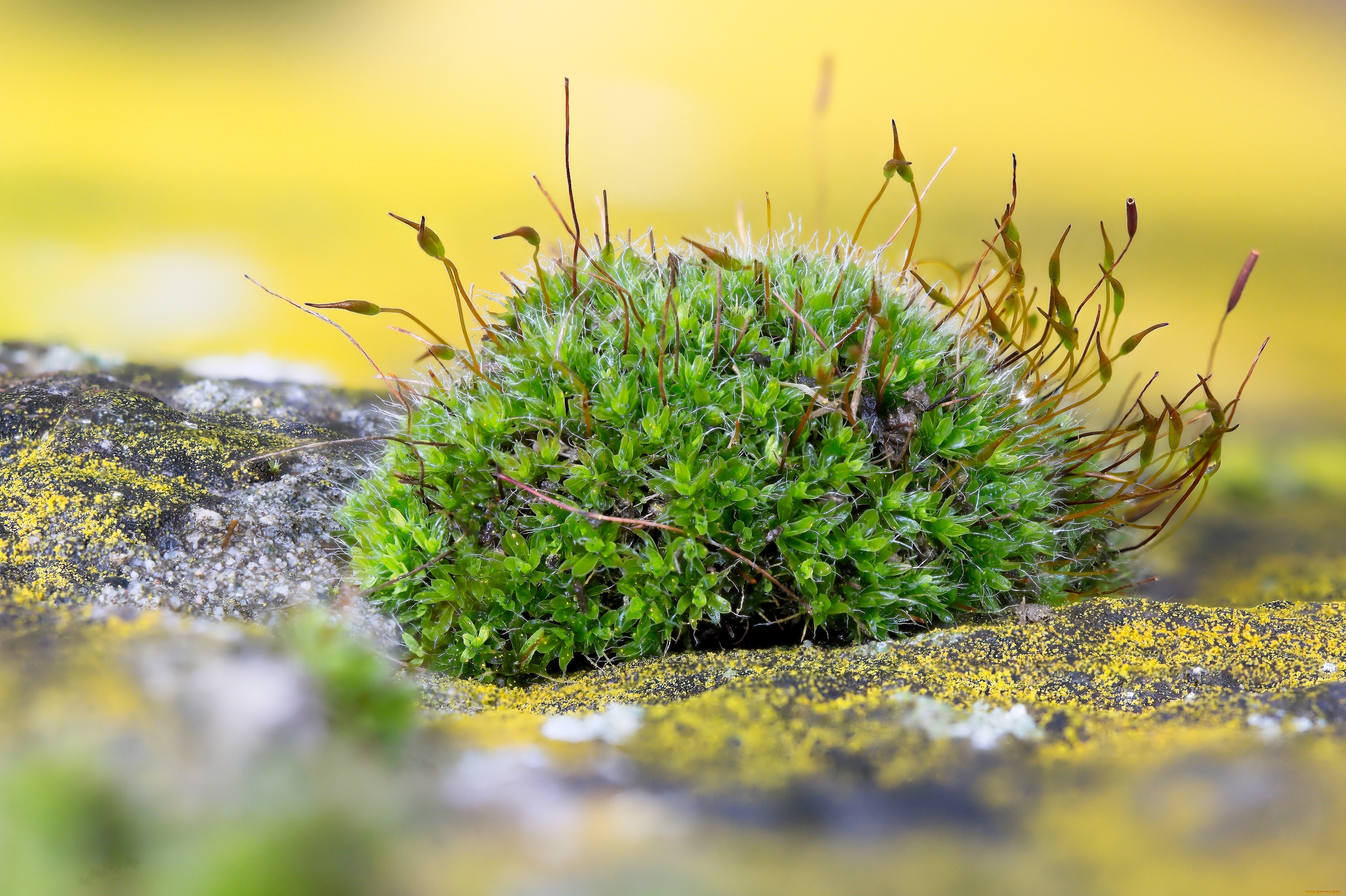 природа, макро, мох