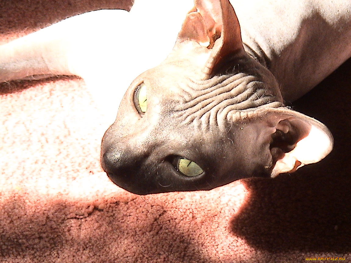 my, kitty, животные, коты