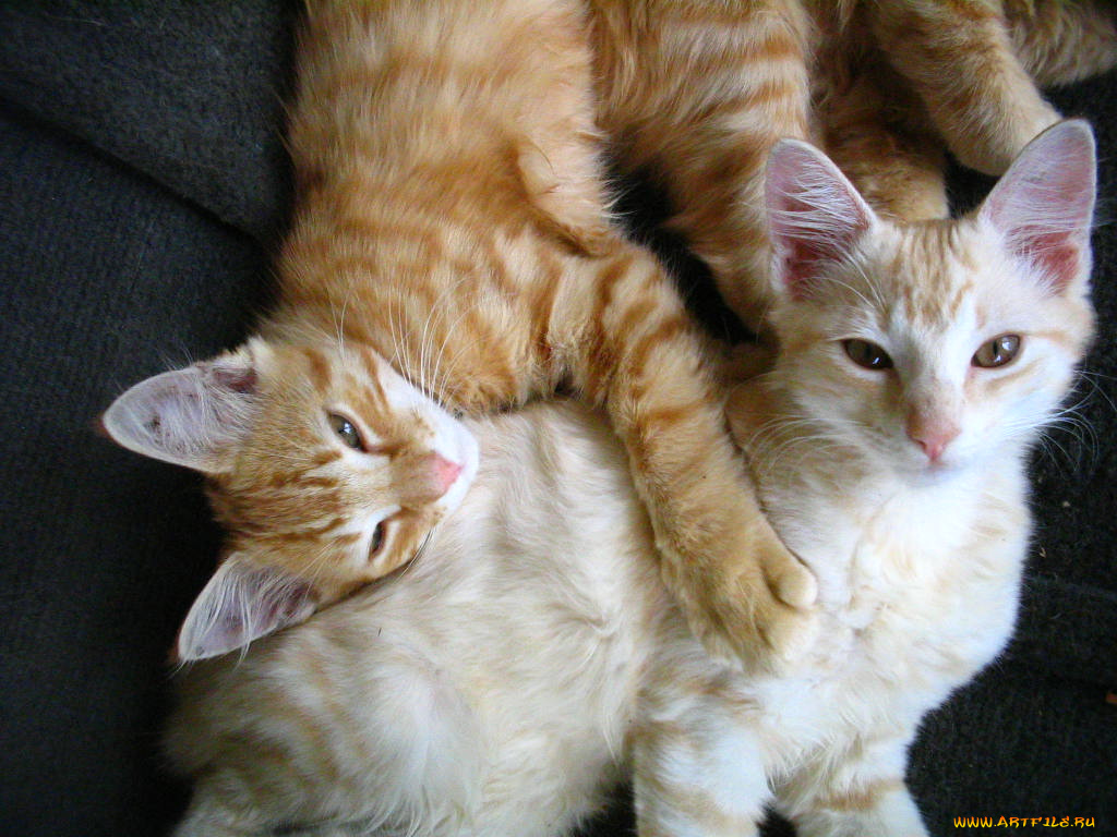 животные, коты