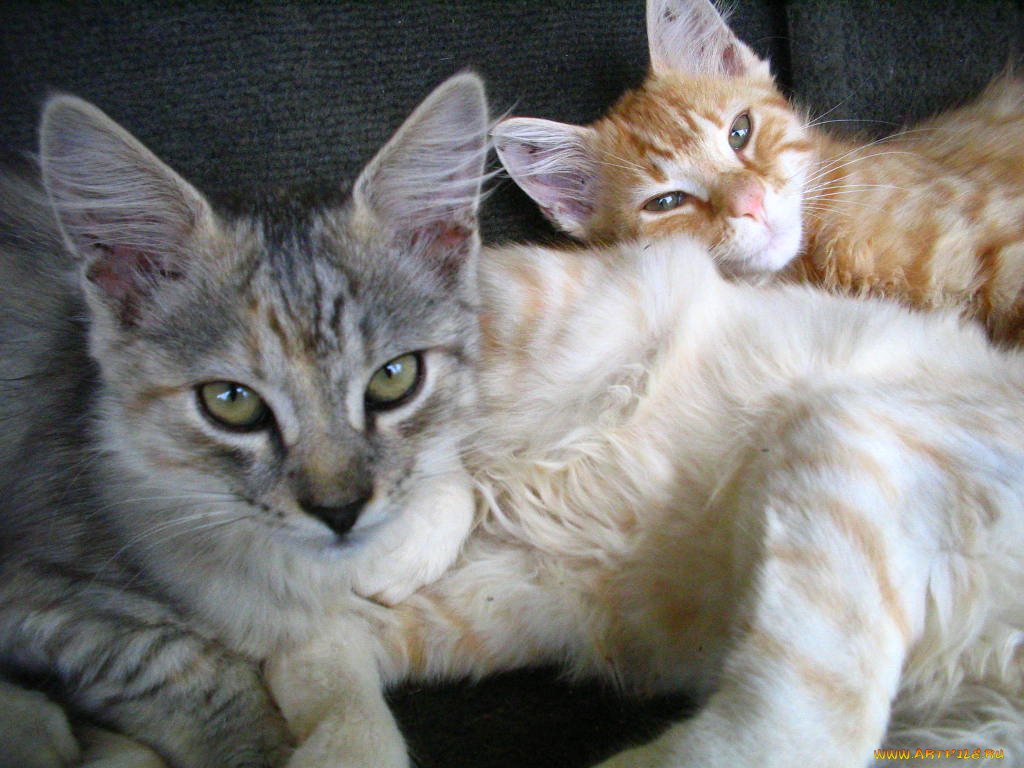 животные, коты