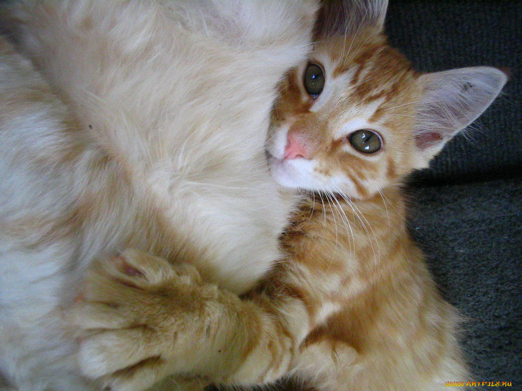 животные, коты