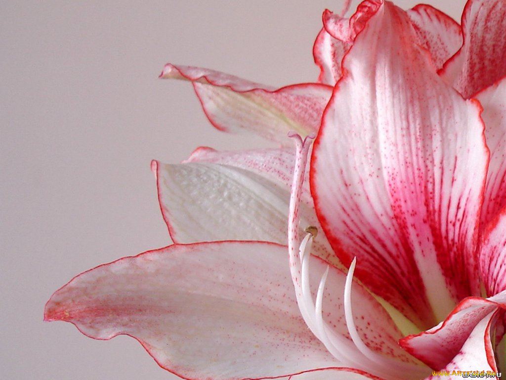 цветы, амариллисы, гиппеаструмы