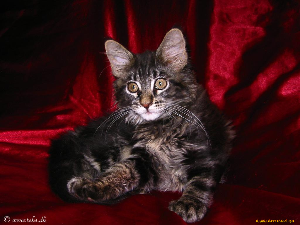 животные, коты