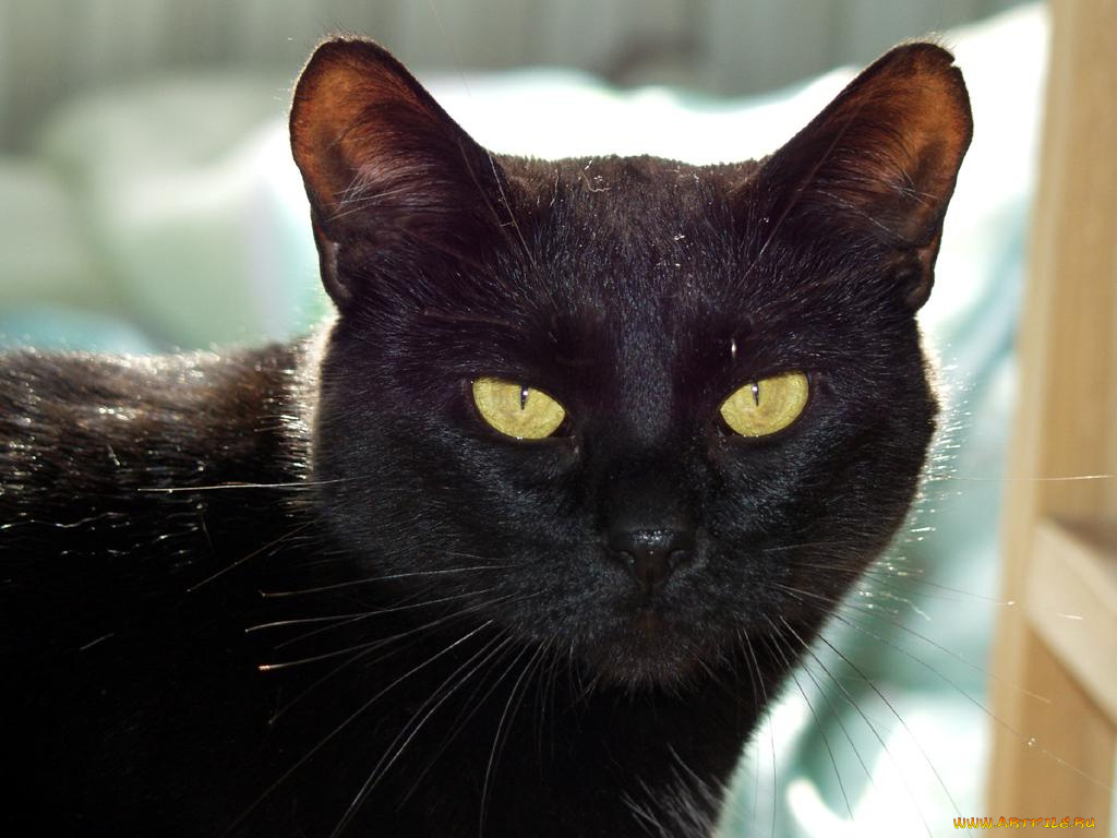 животные, коты