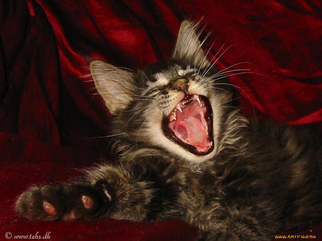 животные, коты