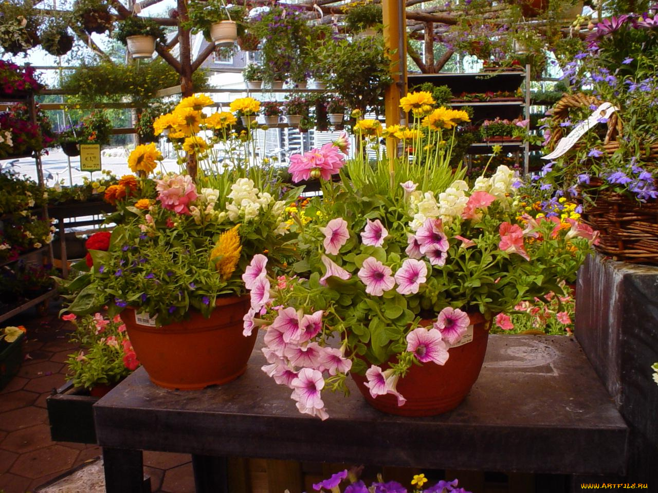 цветы, разные, вместе