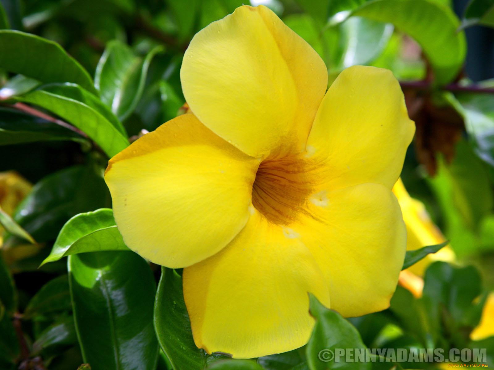 цветы, алламанда