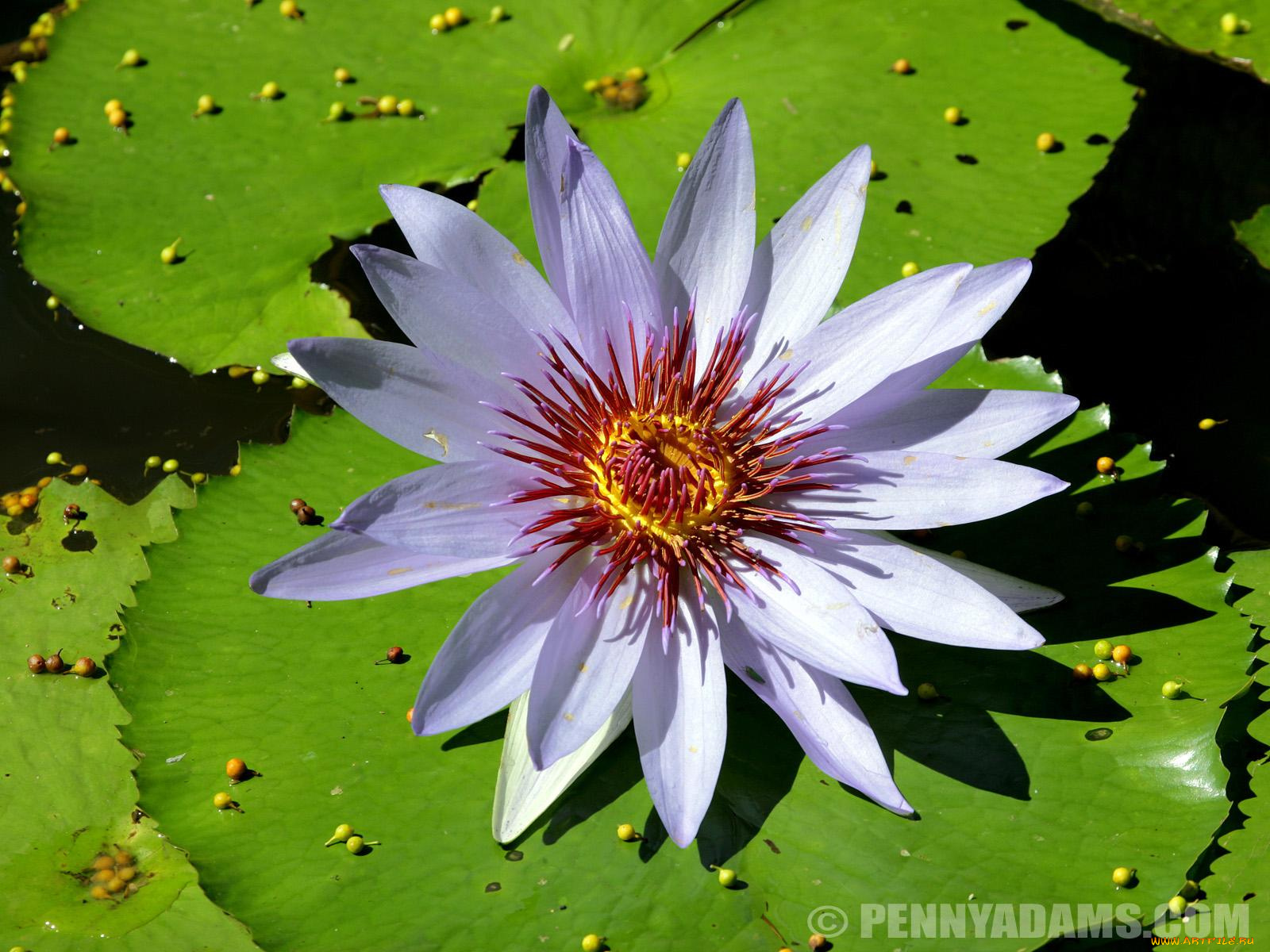 цветы, лилии, водяные, нимфеи, кувшинки
