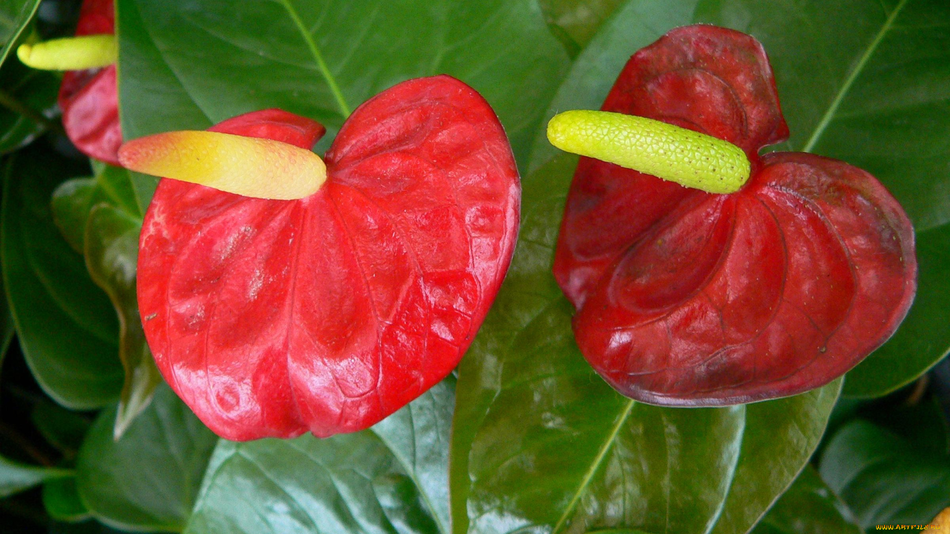 цветы, антуриум, цветок, фламинго