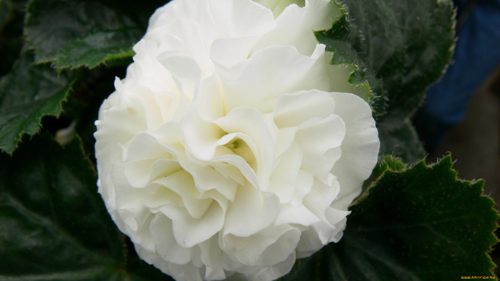 цветы, бегония